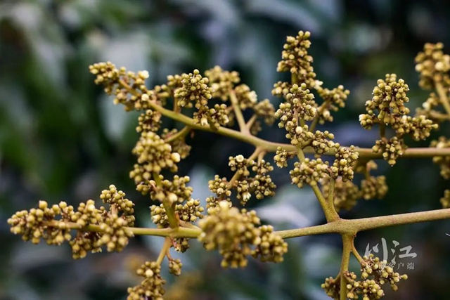 关注|花都开了,吃水果的日子还远吗?(图8) 8.jpg