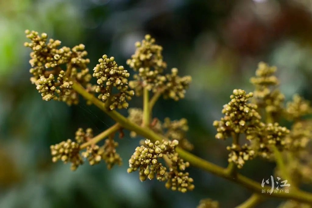 关注|花都开了,吃水果的日子还远吗?(图9) 9.jpg