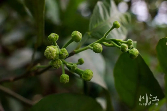 关注|花都开了,吃水果的日子还远吗?(图10) 10.jpg
