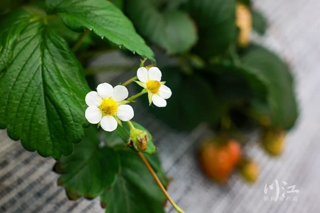 关注|花都开了,吃水果的日子还远吗?(图11) 11.jpg