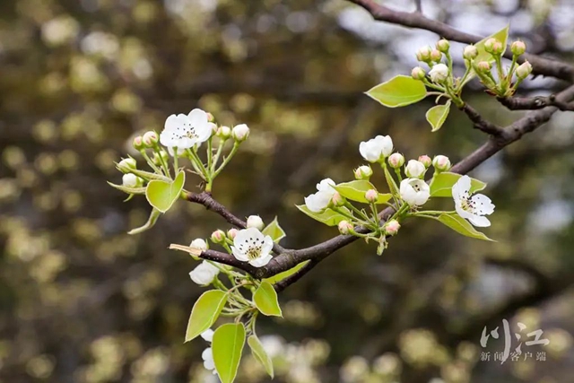关注|花都开了,吃水果的日子还远吗?(图13) 13.jpg