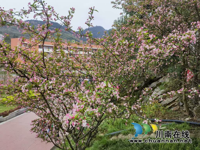 古蔺·春三月|春色三分已两分,海棠红软半梨云(图5) 5.jpg