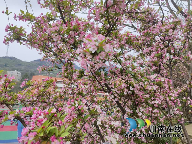 古蔺·春三月|春色三分已两分,海棠红软半梨云(图4) 4.jpg