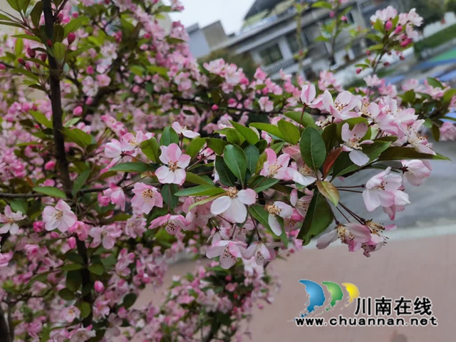 古蔺·春三月|春色三分已两分,海棠红软半梨云(图8) 8.jpg