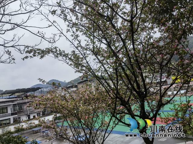 古蔺·春三月|春色三分已两分,海棠红软半梨云(图6) 6.jpg