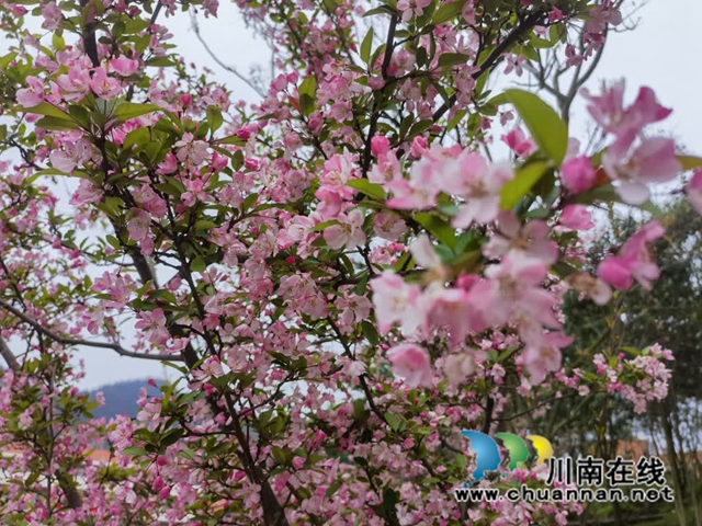 古蔺·春三月|春色三分已两分,海棠红软半梨云(图10) 10.jpg