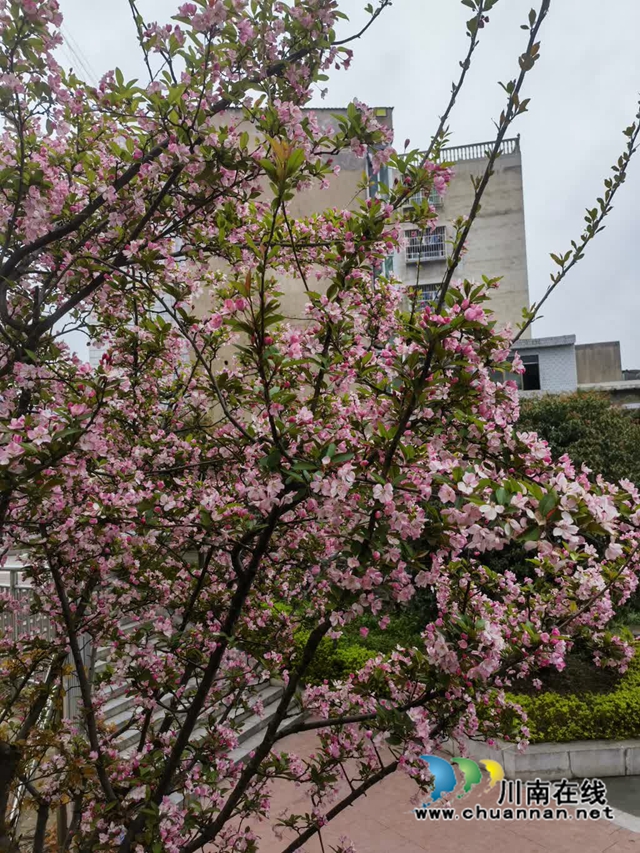 古蔺·春三月|春色三分已两分,海棠红软半梨云(图12) 12.jpg