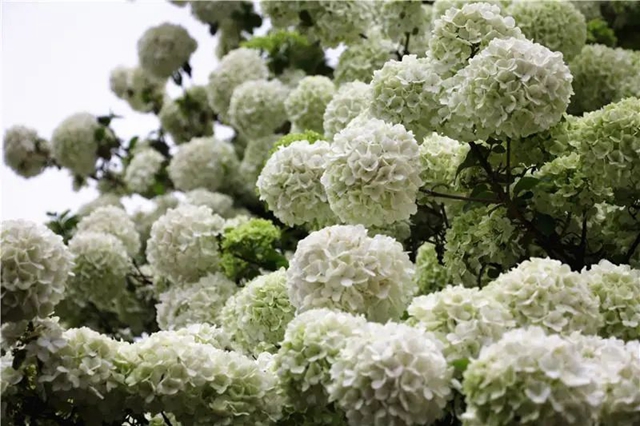 真的吗?真的!隆昌这绣球成了“网红”(图1) 1.jpg