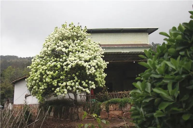 真的吗?真的!隆昌这绣球成了“网红”(图2) 2.jpg