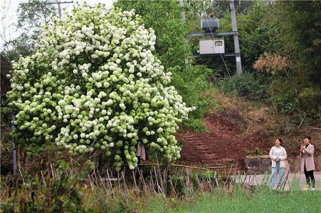 真的吗?真的!隆昌这绣球成了“网红”(图3) 3.jpg