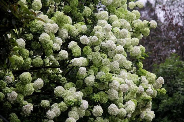 真的吗?真的!隆昌这绣球成了“网红”(图5) 5.jpg