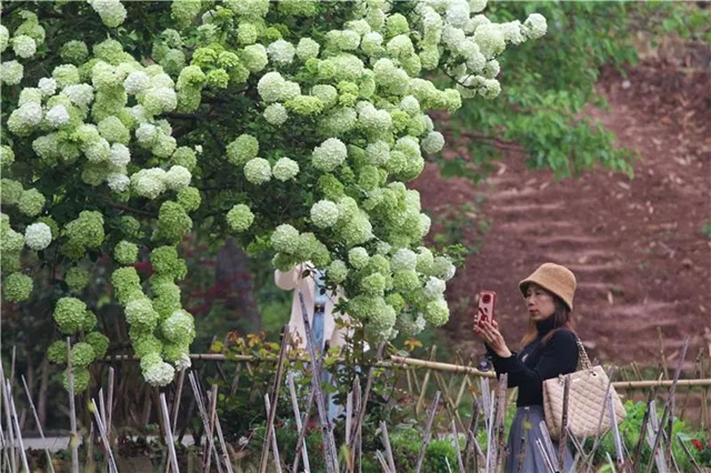 真的吗?真的!隆昌这绣球成了“网红”(图6) 6.jpg
