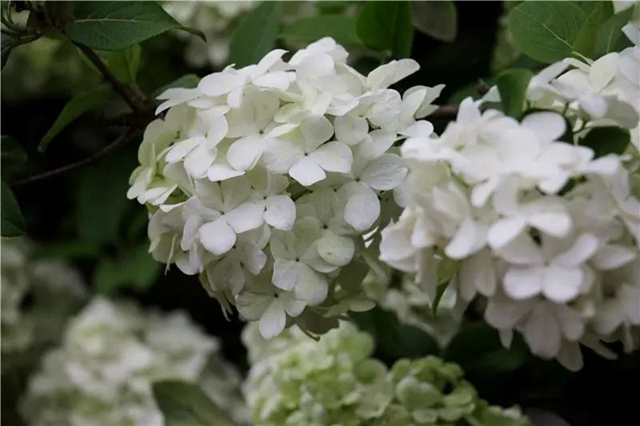 真的吗?真的!隆昌这绣球成了“网红”(图7) 7.jpg