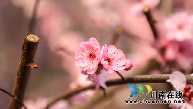 古蔺:春日暖阳里别样的小城(图12) 12.jpg