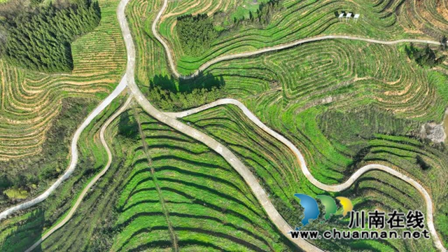 世外“茶源”:古蔺皇华马洱山茶山(图2) 2.jpg