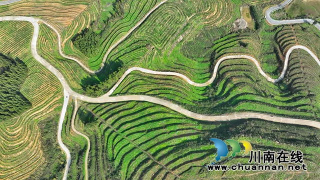 世外“茶源”:古蔺皇华马洱山茶山(图3) 3.jpg