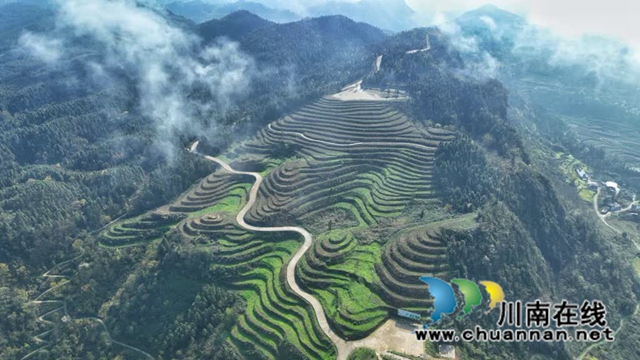 世外“茶源”:古蔺皇华马洱山茶山(图5) 5.jpg