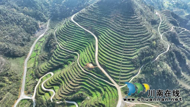 世外“茶源”:古蔺皇华马洱山茶山(图4) 4.jpg