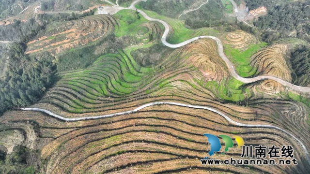 世外“茶源”:古蔺皇华马洱山茶山(图7) 7.jpg