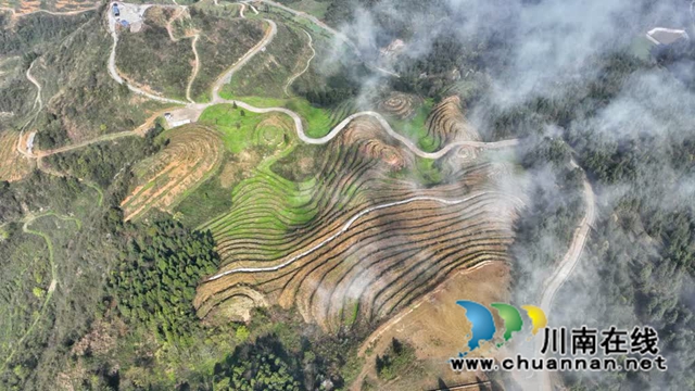 世外“茶源”:古蔺皇华马洱山茶山(图6) 6.jpg