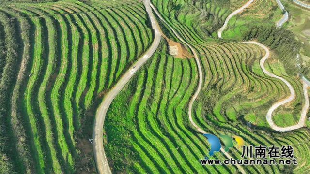 世外“茶源”:古蔺皇华马洱山茶山(图8) 8.jpg