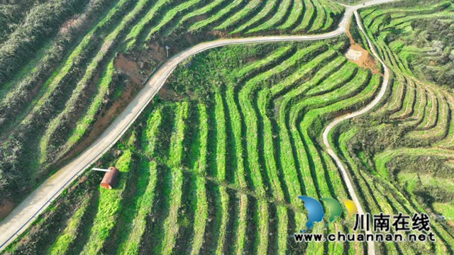 世外“茶源”:古蔺皇华马洱山茶山(图9) 9.jpg