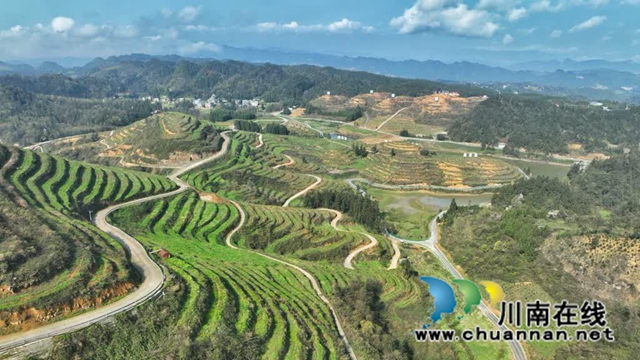 世外“茶源”:古蔺皇华马洱山茶山(图10) 10.jpg