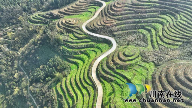 世外“茶源”:古蔺皇华马洱山茶山(图11) 11.jpg