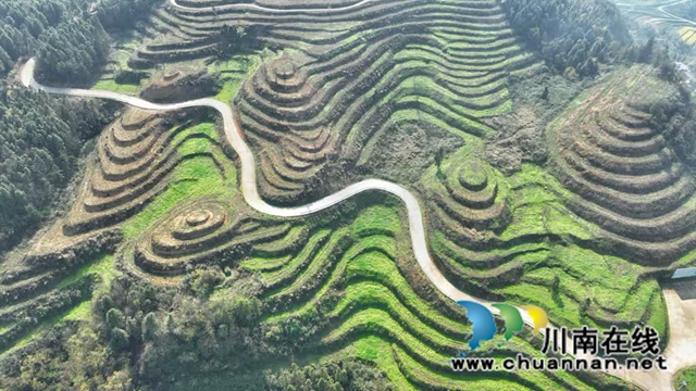 世外“茶源”:古蔺皇华马洱山茶山(图12) 12.jpg