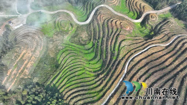 世外“茶源”:古蔺皇华马洱山茶山(图13) 13.jpg