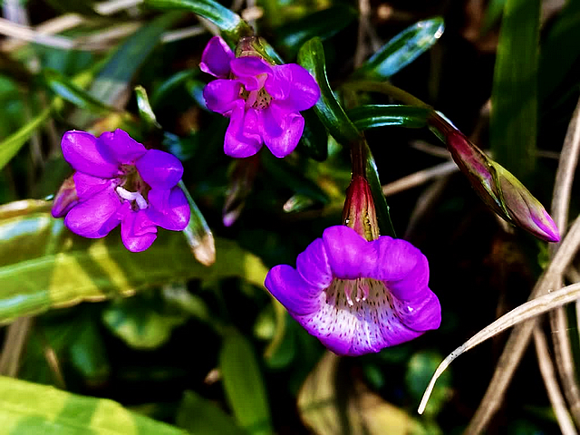 创建天府旅游名县|人间四月,春满黄荆!(图14) nEO_IMG_12.jpg
