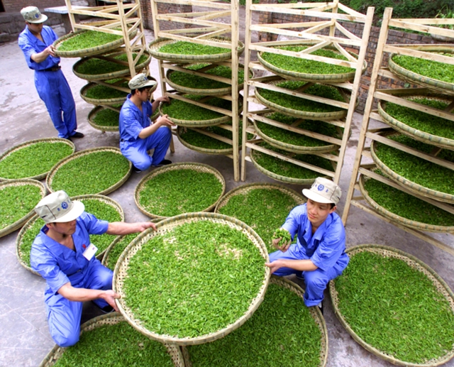 现场签约4150万元 宜宾龙头茶企东进上海滩