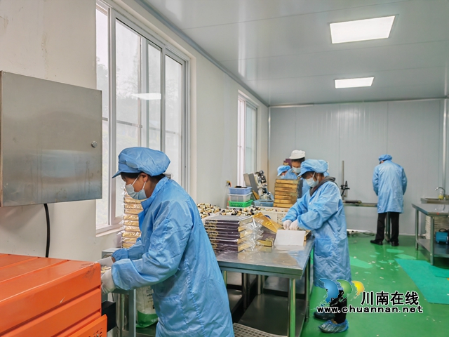 桑葚酵素生产（曾佐然摄）.jpg