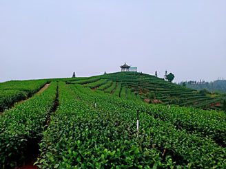 招商“最泸州”：川南唯一“茶叶＋温泉”康养度假区