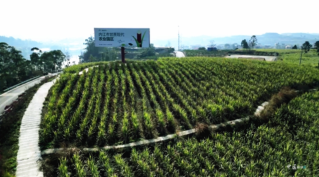 哈！内江“大自然”栽这个了！