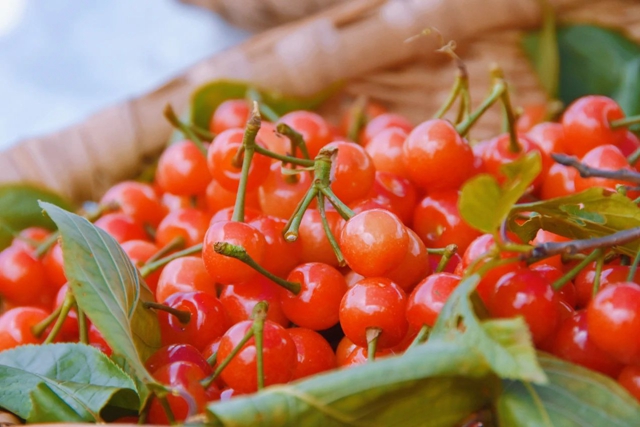 荣县的樱桃红了！周末约起