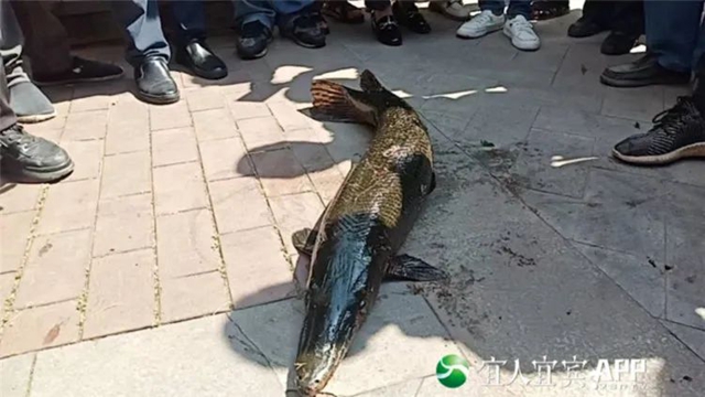 1米长！宜宾这个小区的鳄雀鳝捞起来了！