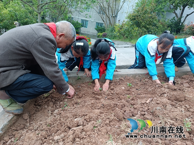 4.“这坑太大了，我的秧苗快要被泥土掩埋啦！”“为什么我的秧苗栽进去后站不稳呢？”“这么小的秧苗，什么时候才能长大啊？”孩子们你一言我一语，围着学校特聘的“红领巾劳动辅导员”程师傅不停地追问着。跟着程爷爷学种苗.jpg