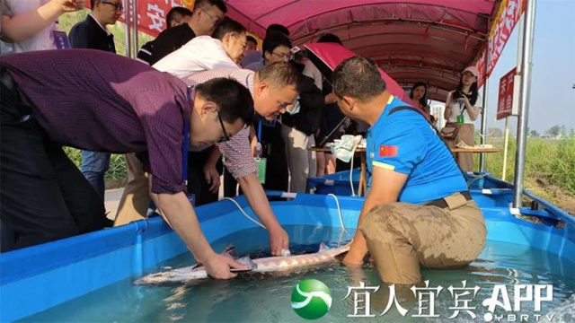长江鲟天然水域繁殖试验成果在宜宾通过专家鉴定