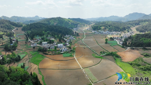 古蔺:25万亩高粱全面进入移栽阶段(图1) 01.jpg