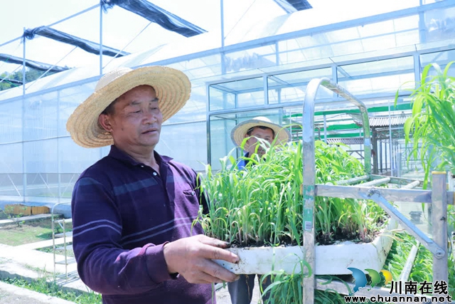 古蔺:25万亩高粱全面进入移栽阶段(图5) 05.jpg