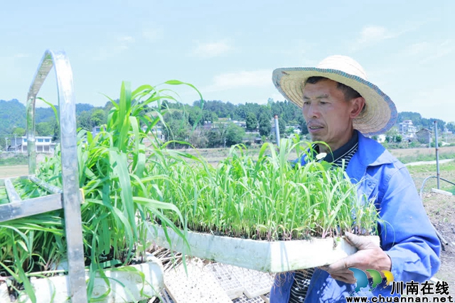 古蔺:25万亩高粱全面进入移栽阶段(图6) 06.jpg
