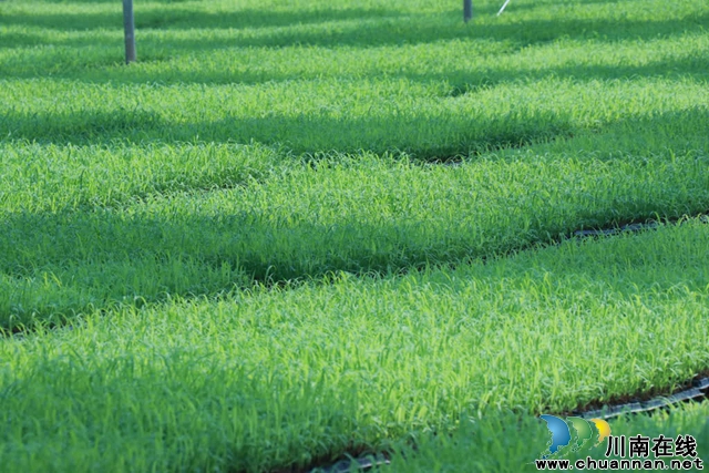 古蔺:25万亩高粱全面进入移栽阶段(图7) 07.jpg