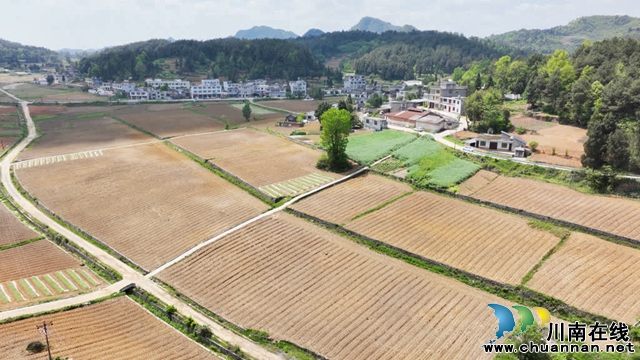 古蔺:25万亩高粱全面进入移栽阶段(图11) 11.jpg