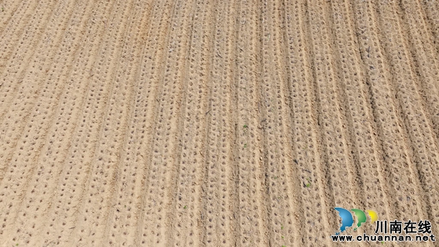 古蔺:25万亩高粱全面进入移栽阶段(图10) 10.jpg