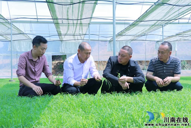 古蔺:25万亩高粱全面进入移栽阶段(图9) 09.jpg