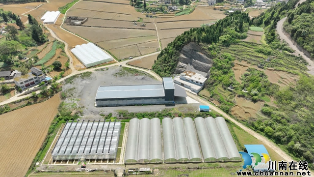 古蔺:25万亩高粱全面进入移栽阶段(图12) 12.jpg