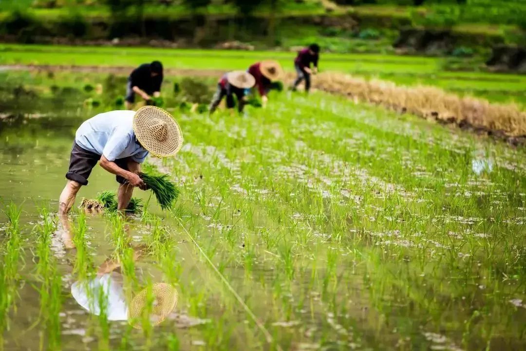 【扩散】谷雨起，要多吃这些食物！