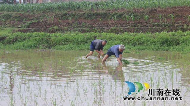 合江县:谷雨时节春耕忙(图1) 春1.jpg