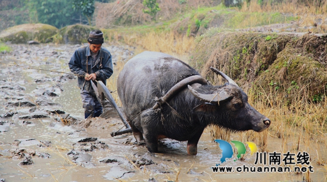 合江县:谷雨时节春耕忙(图3) 春3.jpg